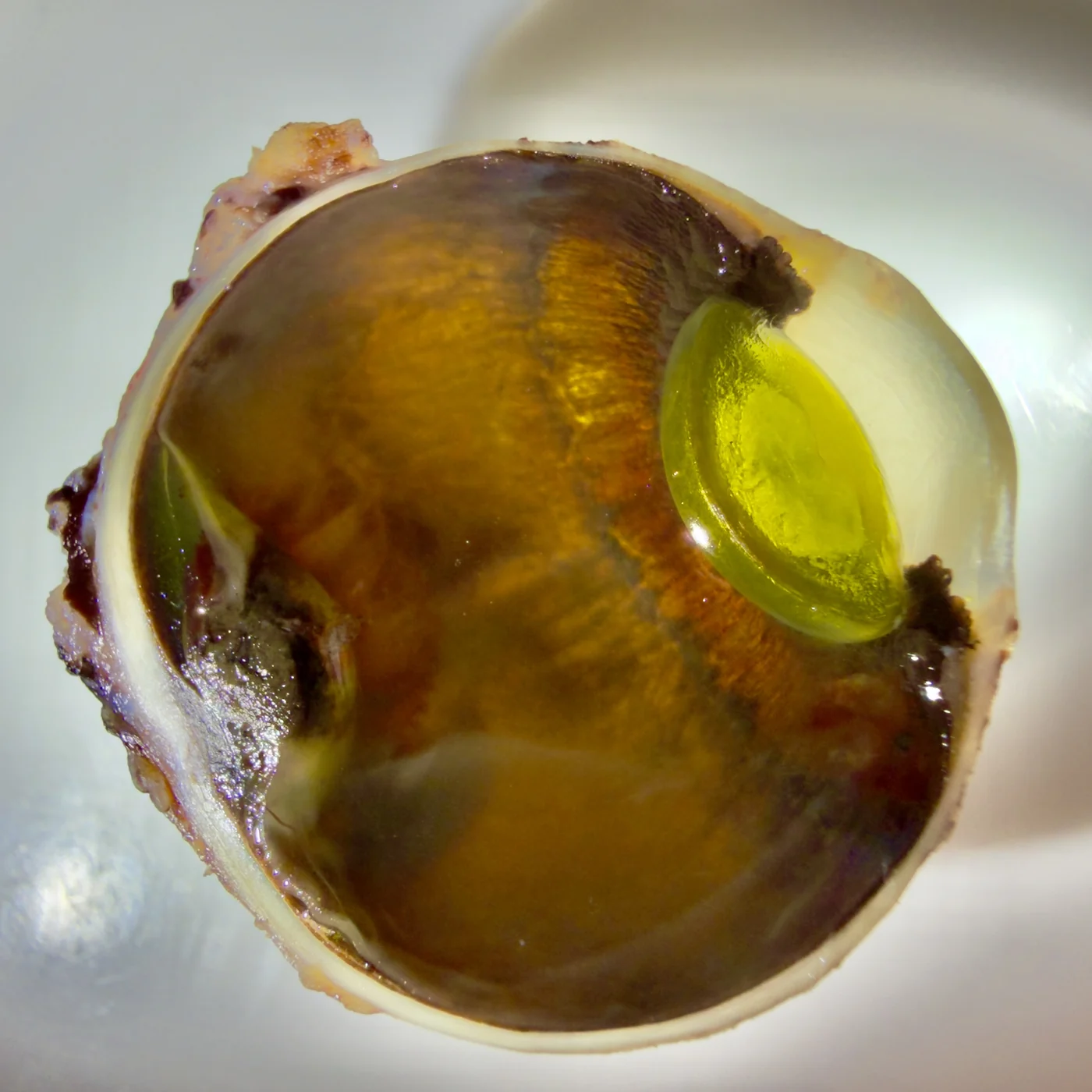 Gross dissection of an eye globe, sectioned to show the lens and internal chambers
