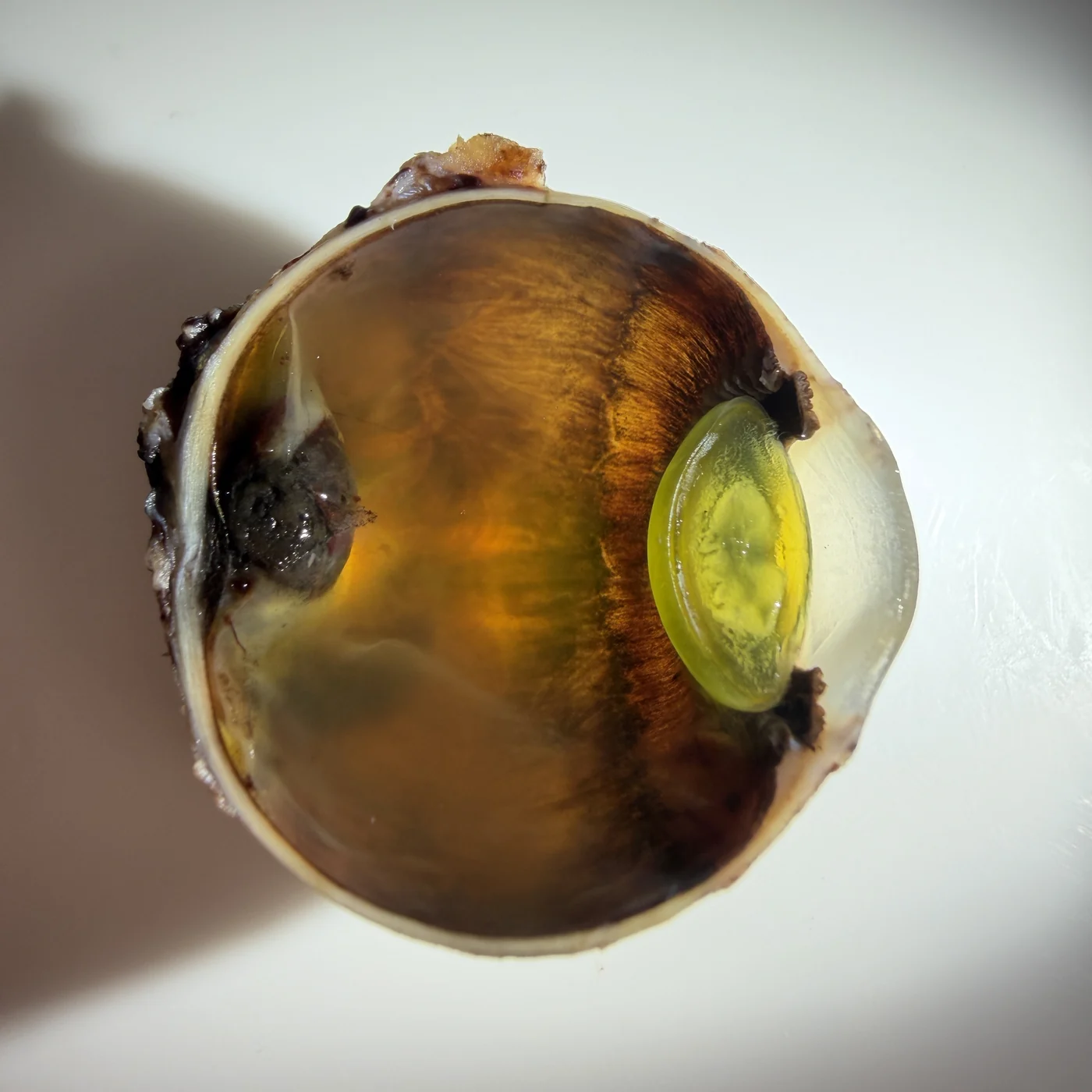 Bisected eye globe specimen, alternate angle
